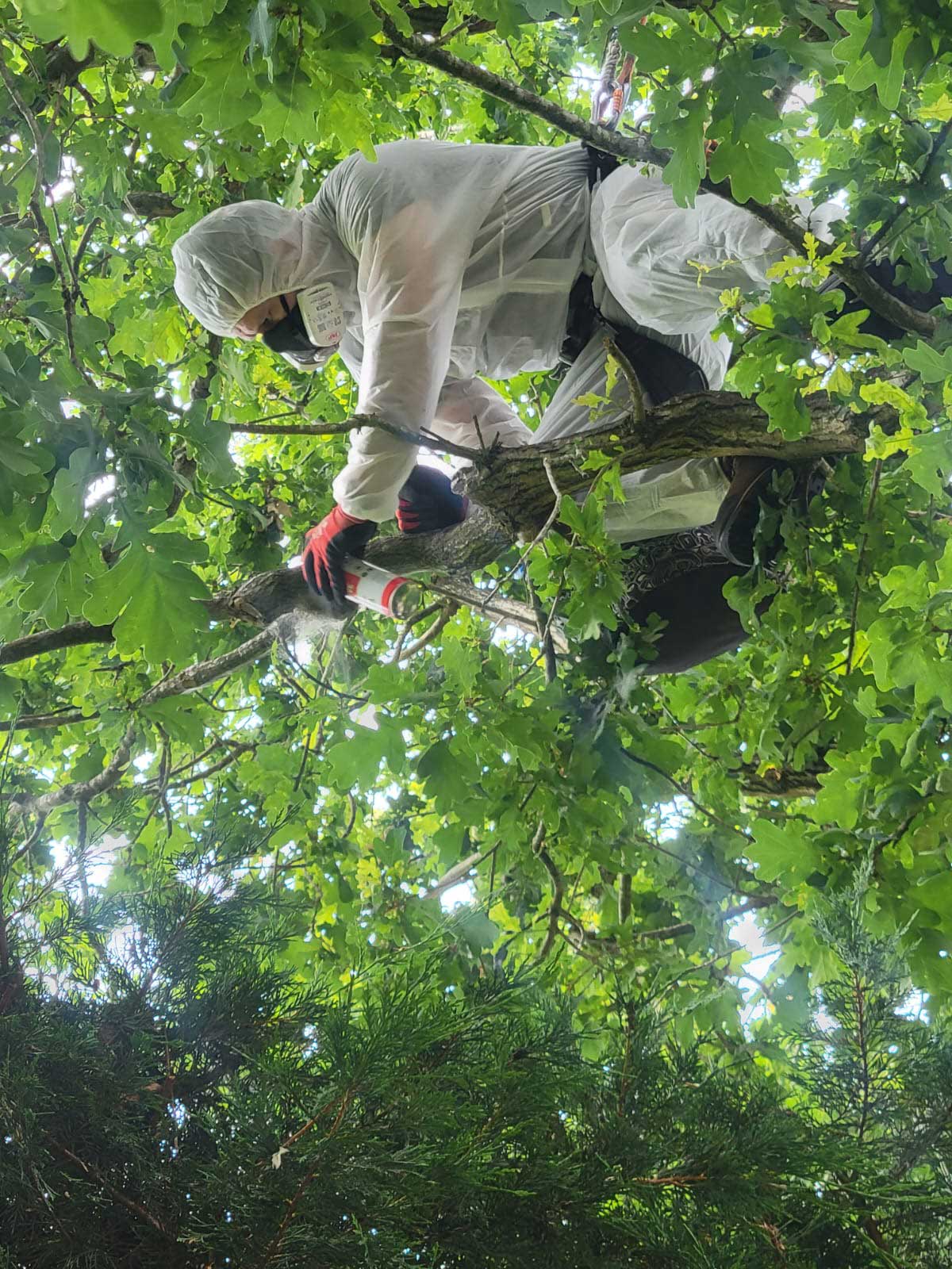 Qualified arborist removing Oak Processionary Moth nests high within an oak tree canopy in Cobham