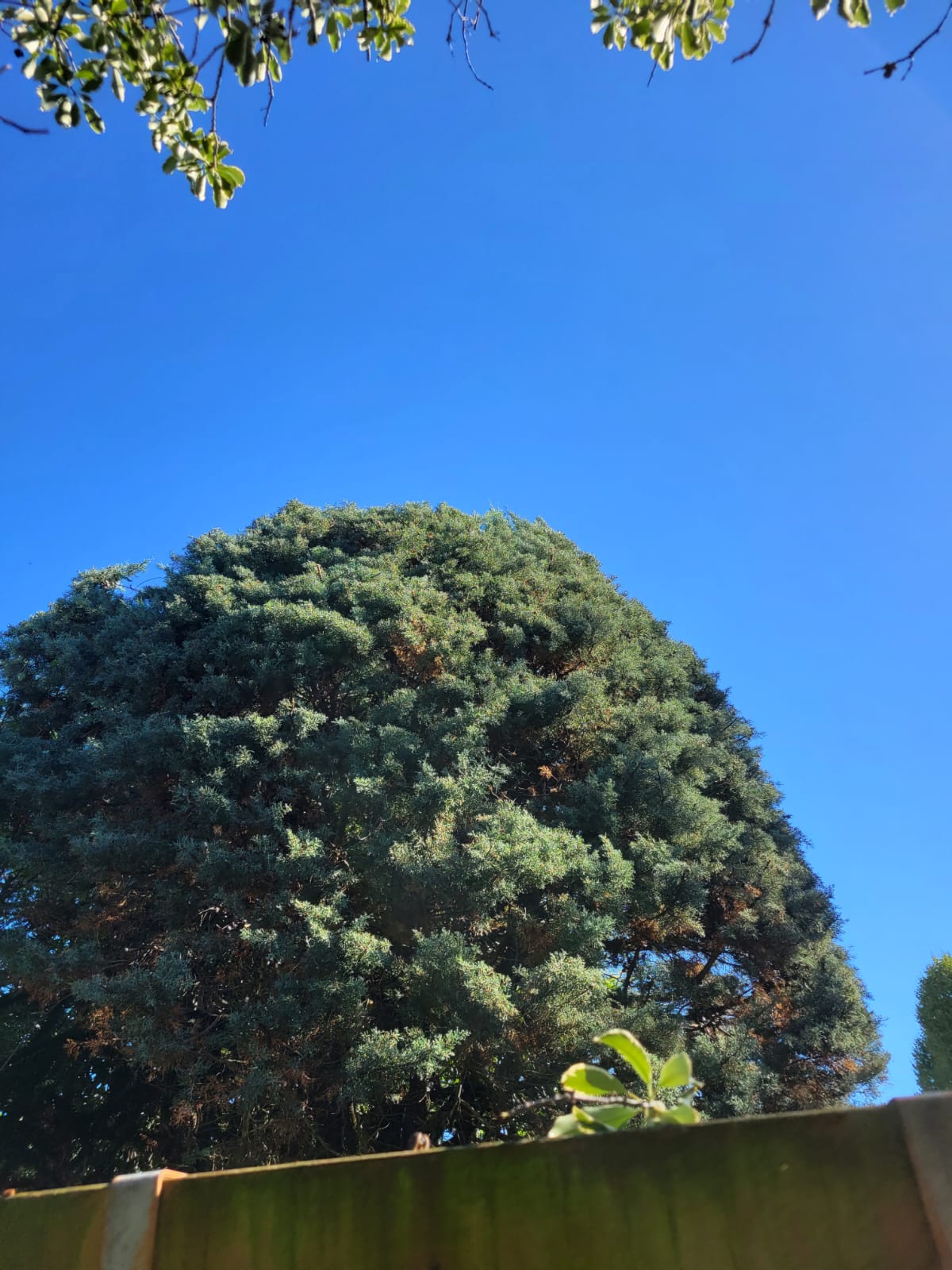Before Eucalyptus pollarding in Surbiton by Arborlife Tree Services