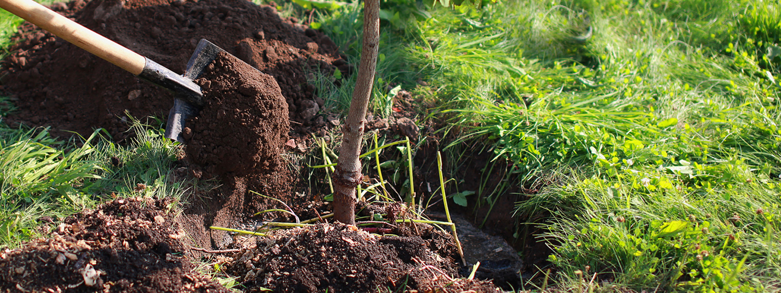 tree surgeon replanting cobham arborlife