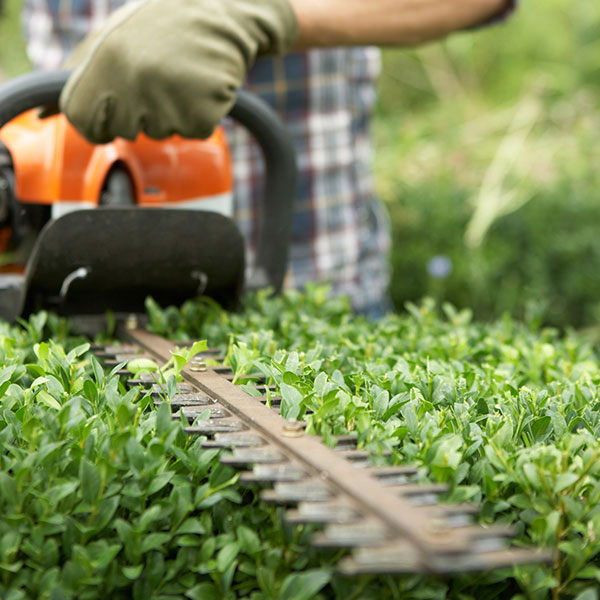 Hedge Trimming in Weybridge