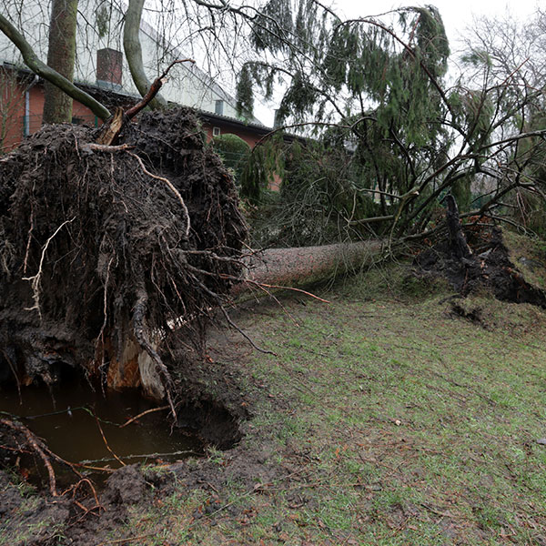 Emergency tree service for large Fallen tree in Weybridge storm