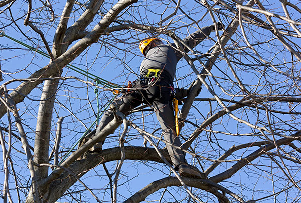 Arborist pruning tree in Cobham Surrey