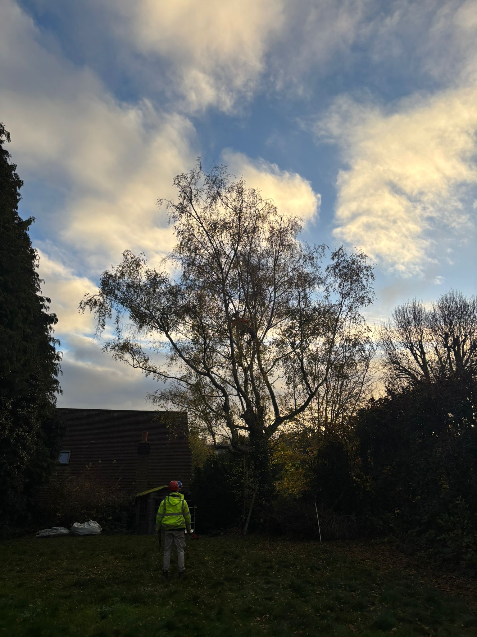 Mature silver birch tree in Epsom before pruning, with dense canopy and low branches