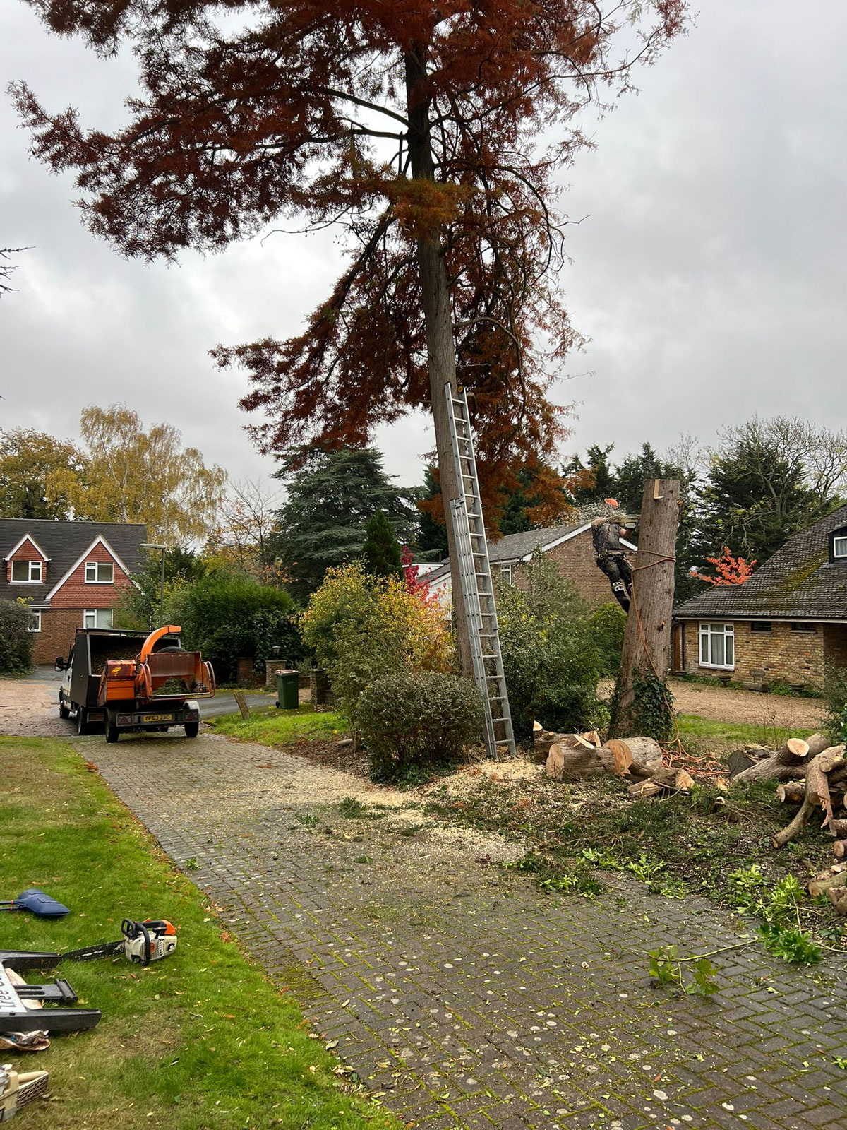 ArborLife Tree Surgeons performing section felling of a conifer in Guildford using ropes and rigging