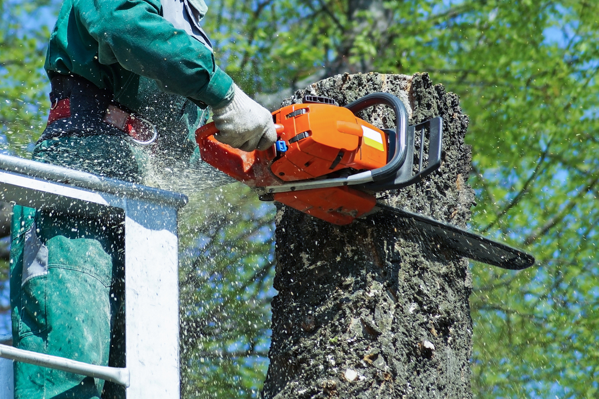 cobham tree topping surgery surrey