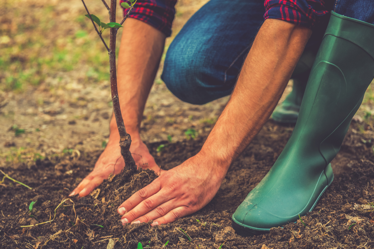 replanting trees cobham surgery surrey