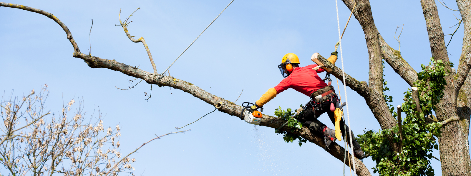 surrey tree topping surgeon arborlife