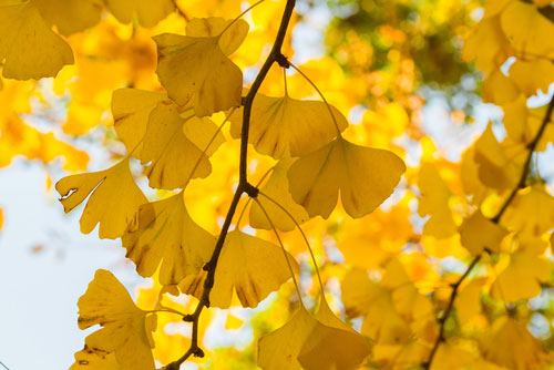 maidenhair tree surrey arborlife