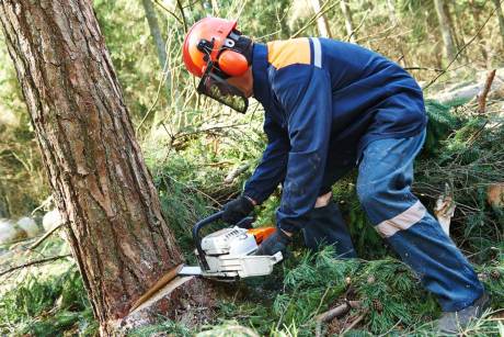 arborlife tree surgeons surrey