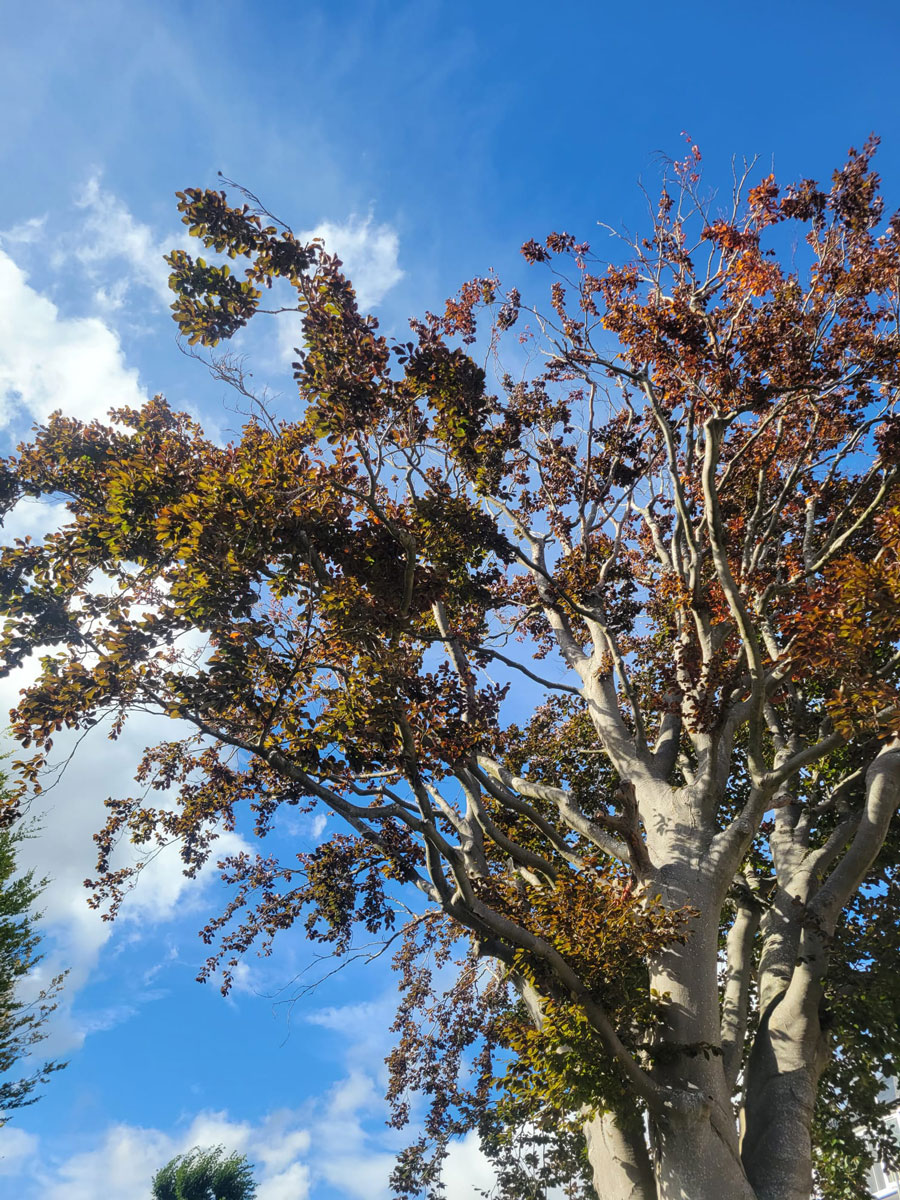 Beech tree being felled