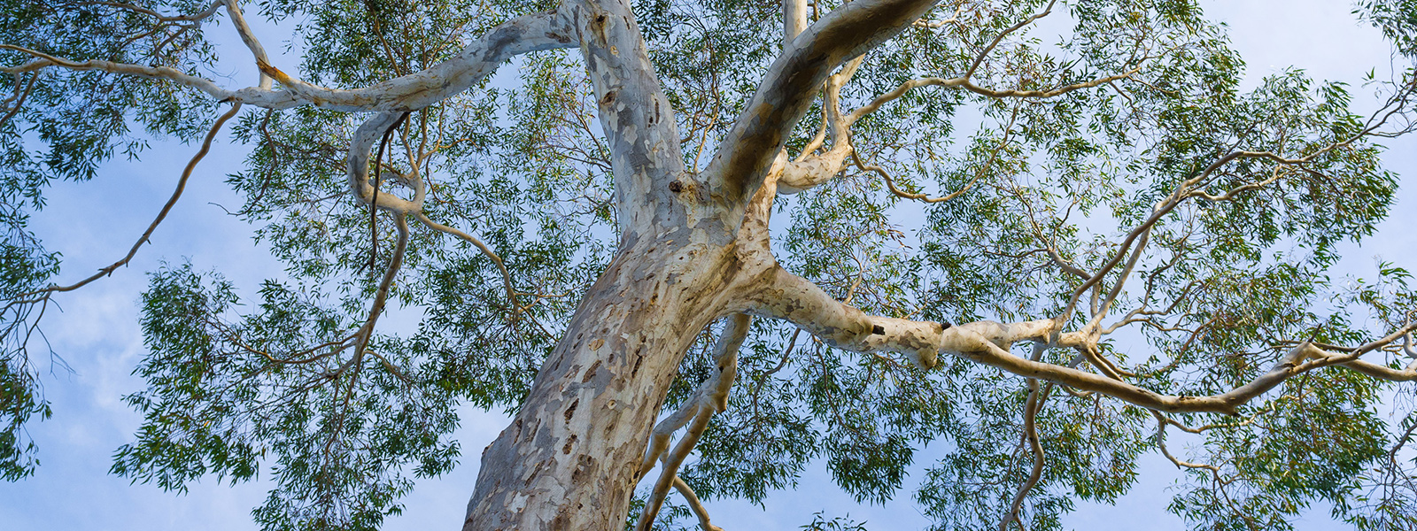 Ecalyptus tree pruning Cobham