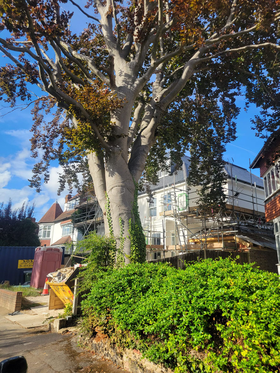 Beech tree in Epsom Before Felling