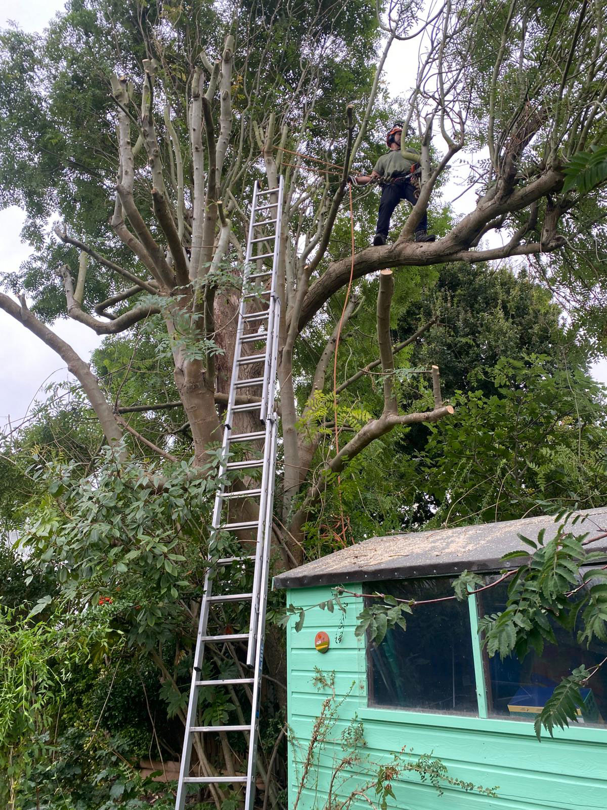 Pollarding Ash tree in Wimbledon