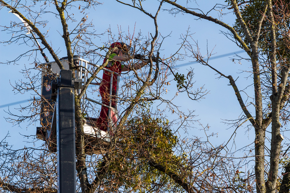 Thinning the crown of a tree from a MEWP