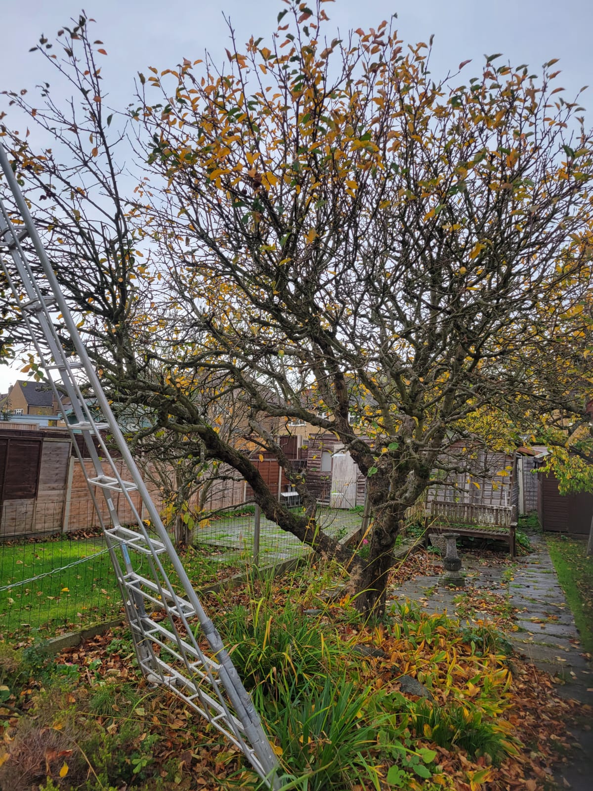 Overgrown apple tree in Chessington garden before pruning by ArborLife Tree Surgeons