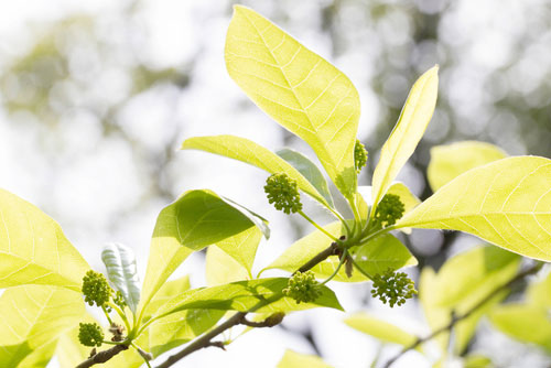 tupelo tree surrey tree surgeons