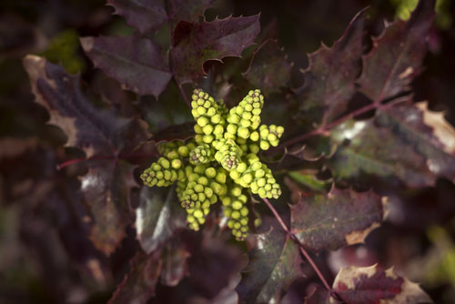 Japanese Mahonia Surrey Tree planting