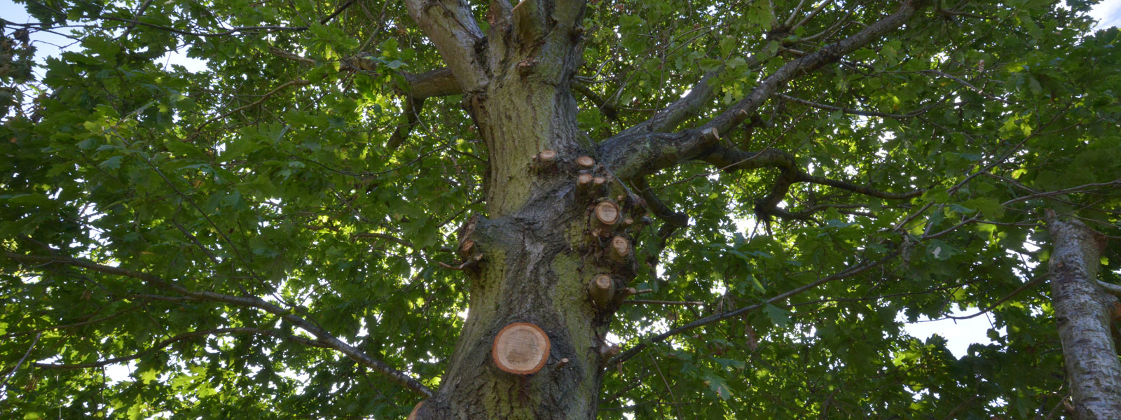 Cobham Tree surgeons Arborliffe