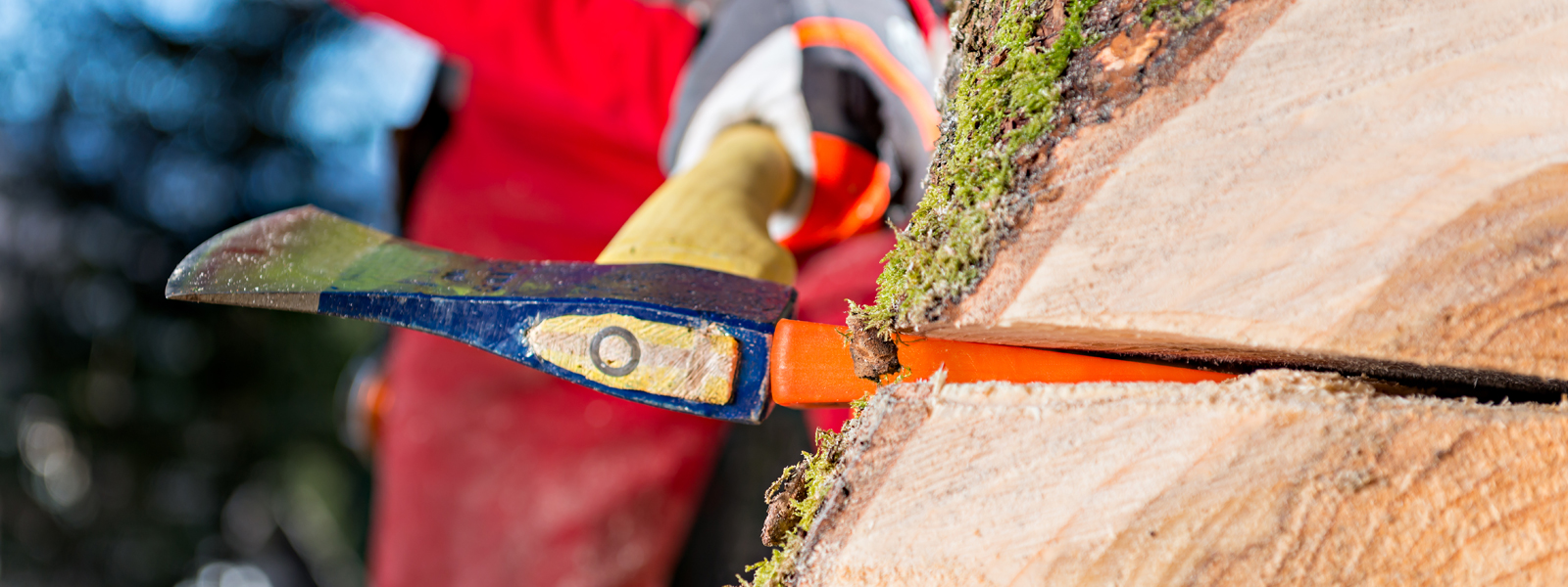 cobham tree felling arborlife