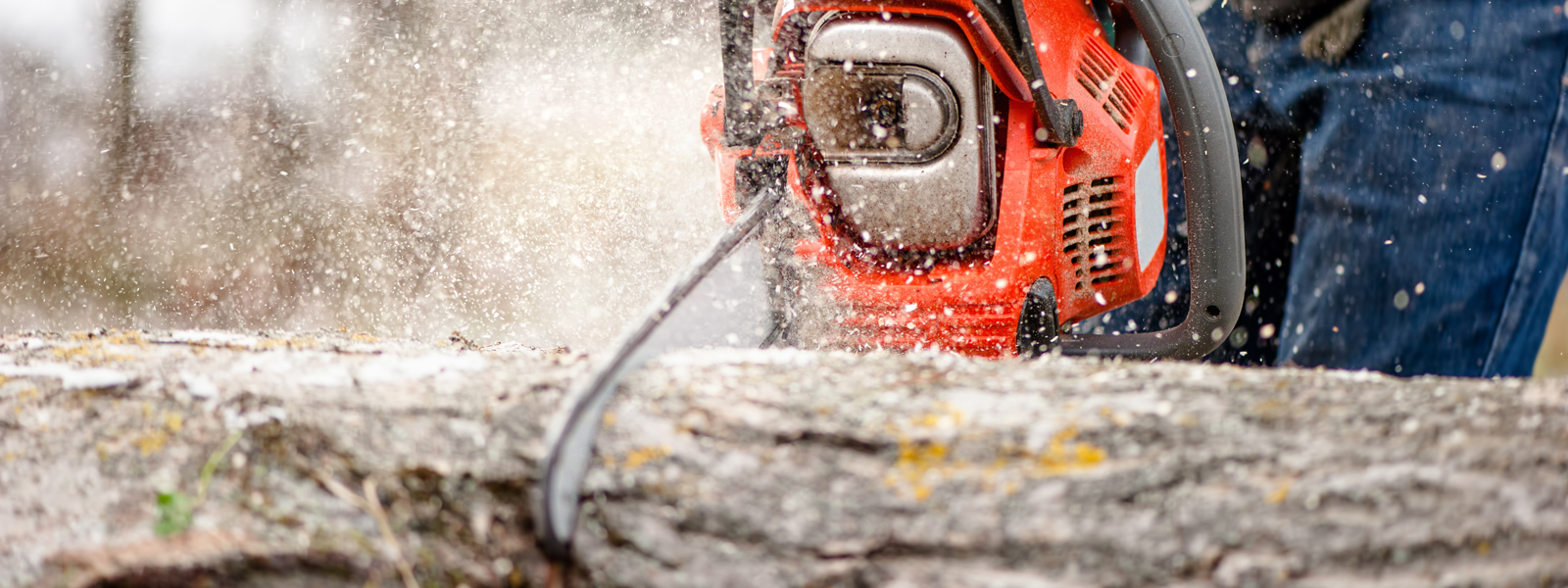 tree surgery pollarding arborlife surrey