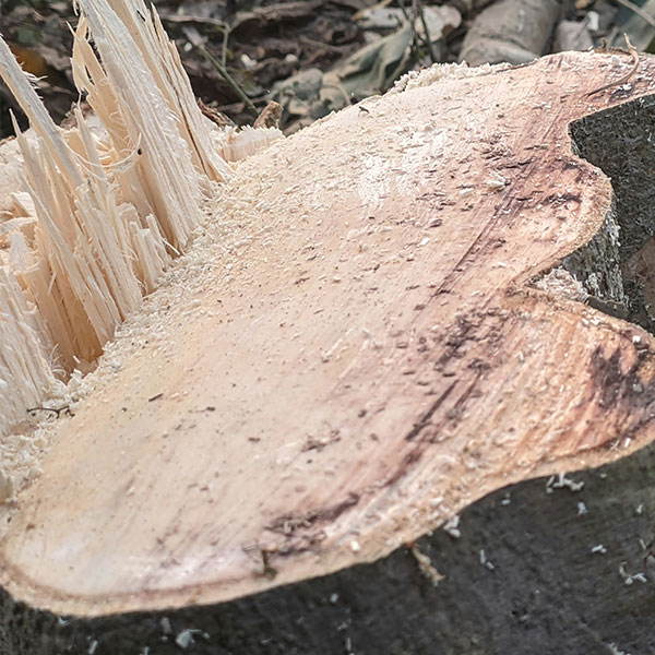 Stump Grinding of ash tree in Kingston, Surrey