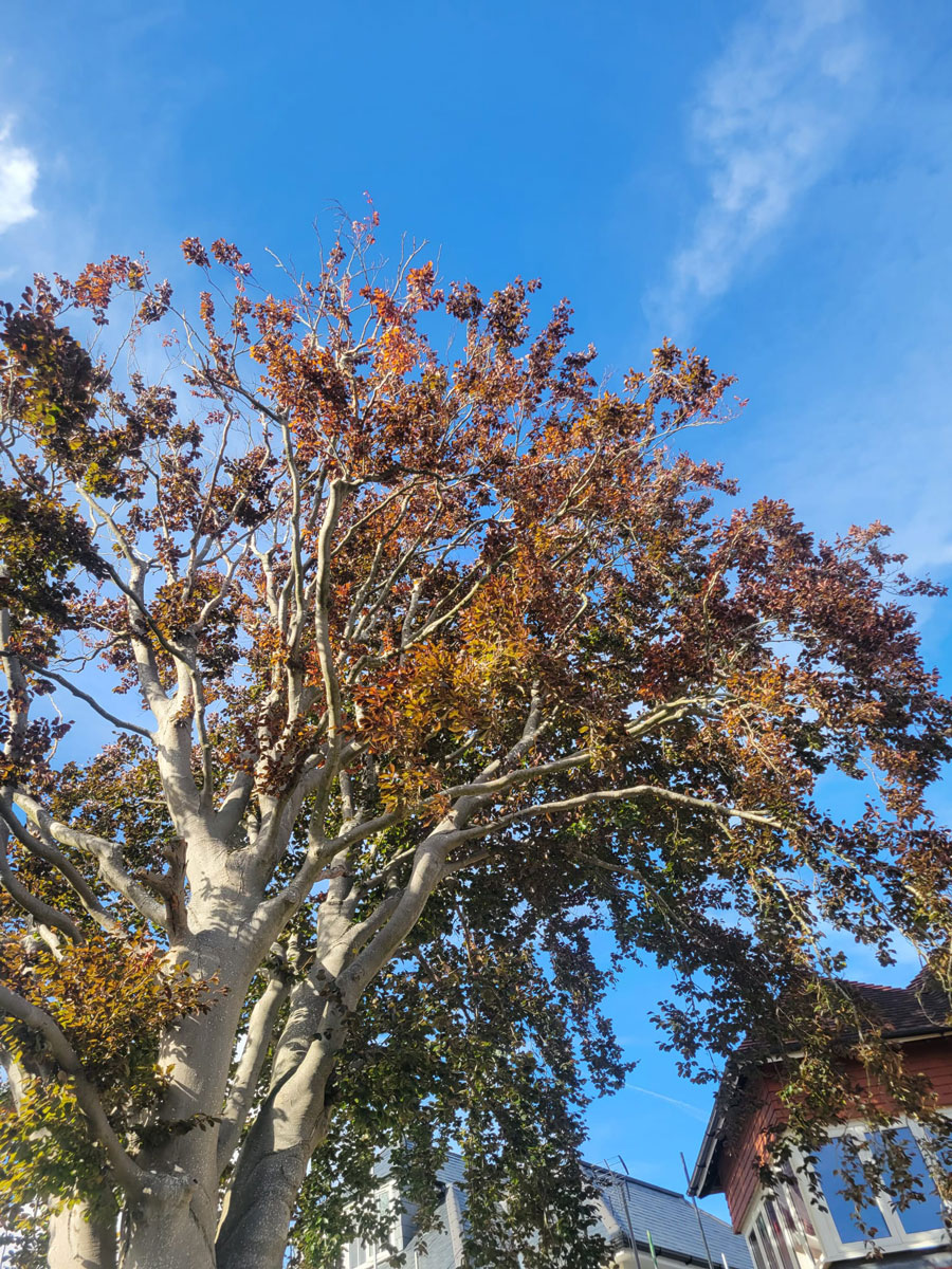 Felling a Beech tree