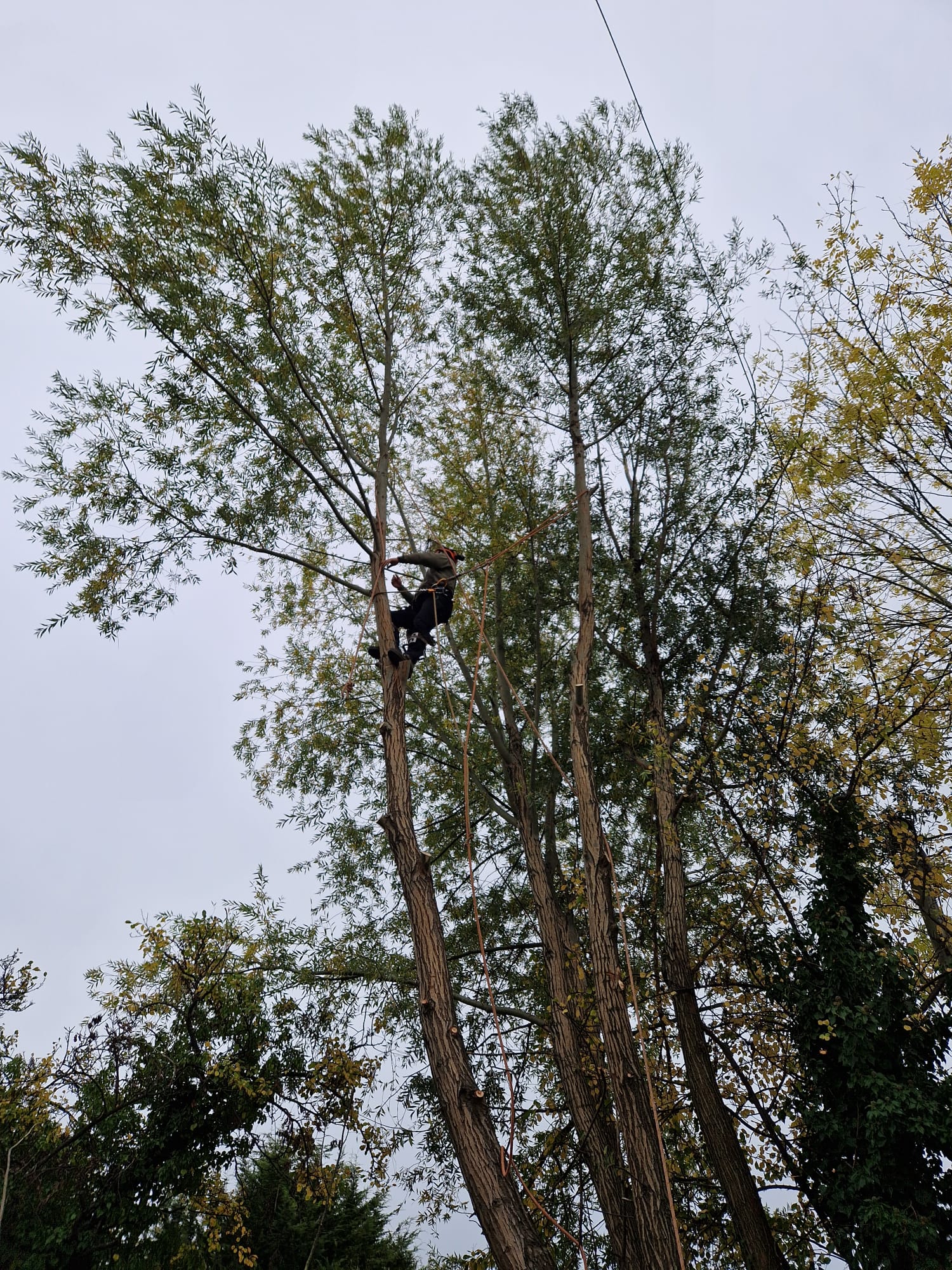 Large overgrown willow tree in Guildford garden before felling by ArborLife Tree Surgeons