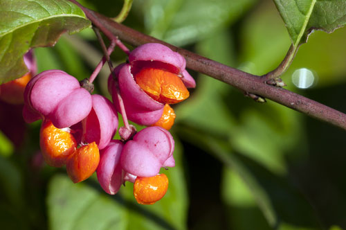 spindle tree arborlife surrey bookham