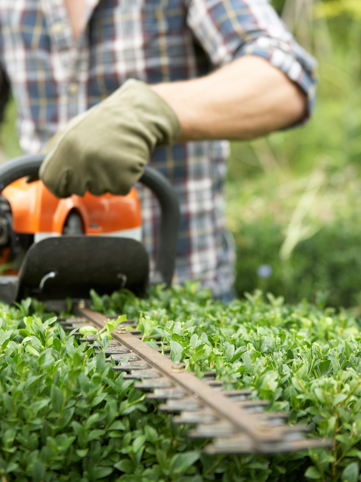 surrey hedge trimming surgeons