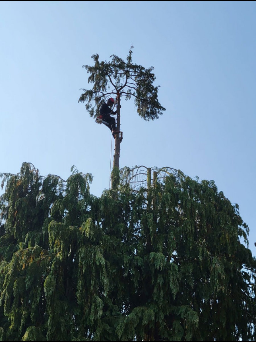 The mature conifer at St George’s Lodge, Weybridge, before crown reduction by ArborLife Tree Surgeons.