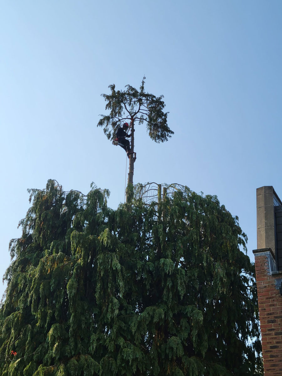 The mature conifer at St George’s Lodge, Weybridge, before crown reduction by ArborLife Tree Surgeons.