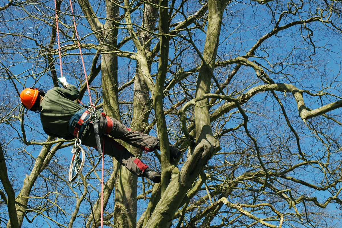 surrey tree felling surgeons cobham