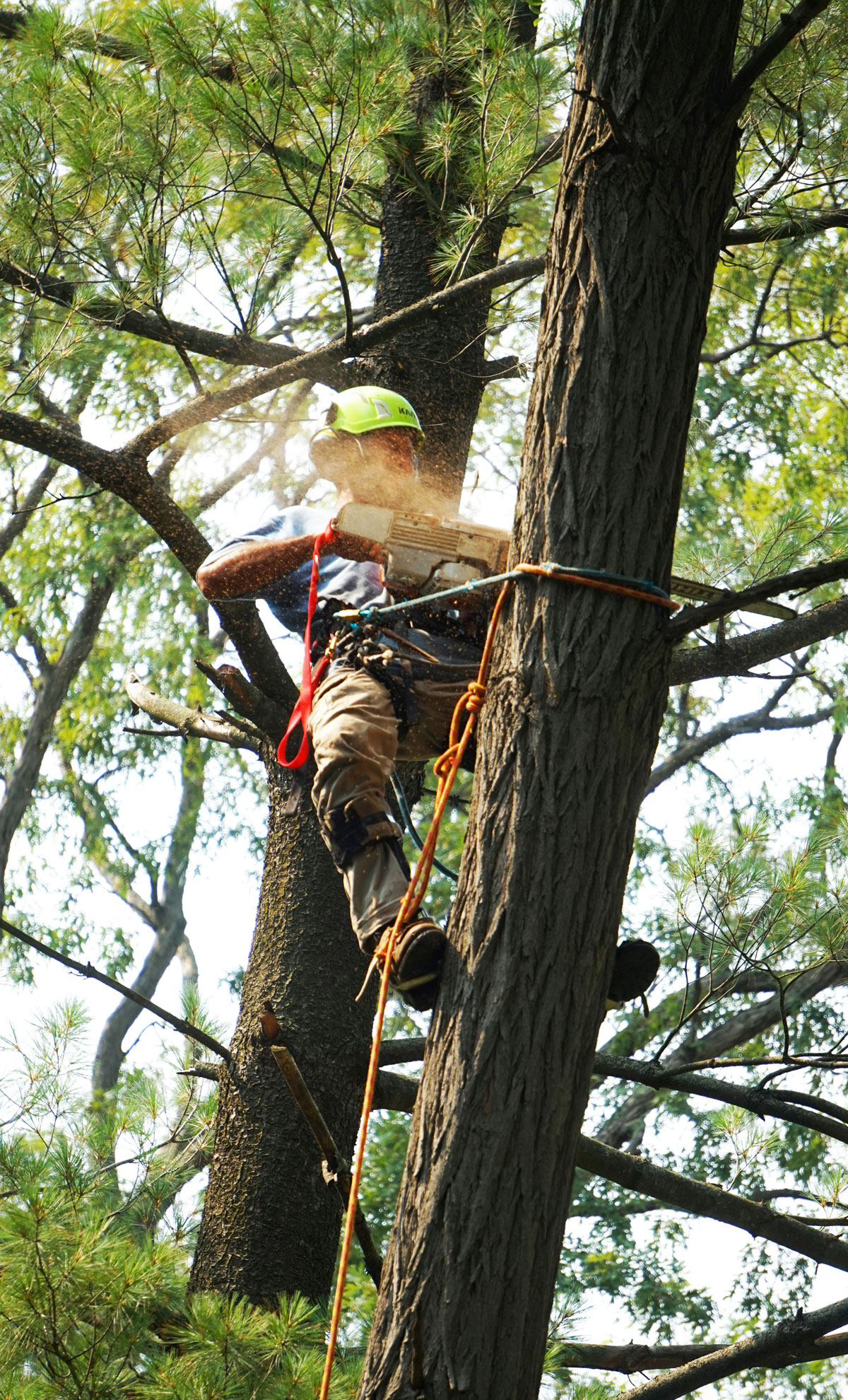 Large pine trees in Surbiton felled with chainsaw Tree surgeon with chainsaw in harness