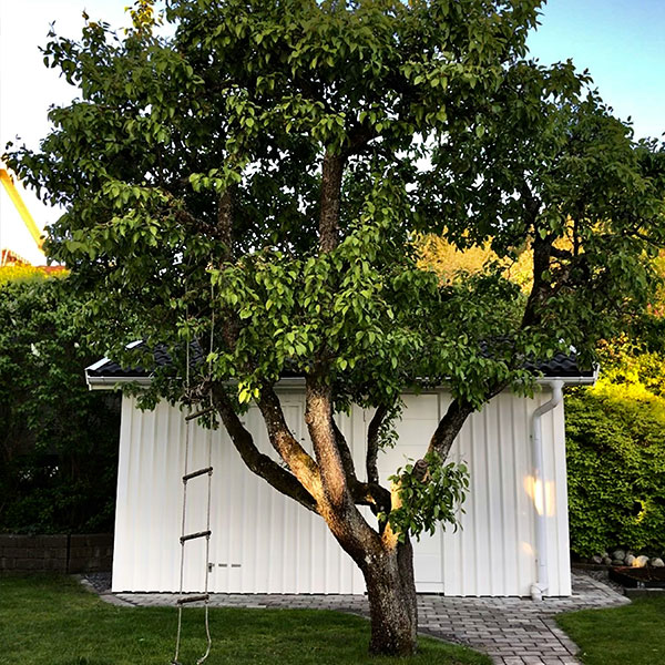 Small tree pruned in Surbiton